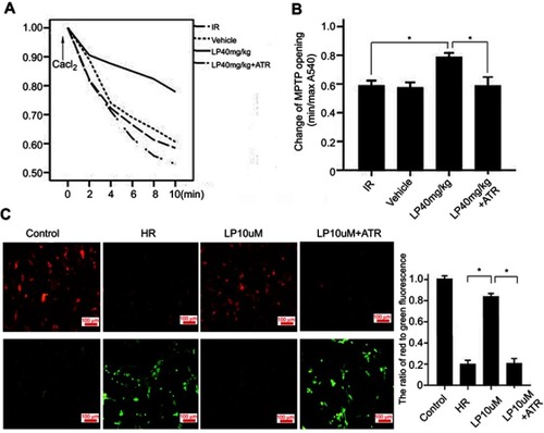 Figure 2 Effect of lycopene (LP) on mitochondrial permeability transition pore (MPTP) opening. The rats were injected with 40 mg/kg/d LP for 5 consecutive days, at 24 hrs following the final injection, the hearts were isolated and underwent 30 mins ischemia/120 mins reperfusion (IR). A total of 5 mg/kg atractyloside (ATR), an MPTP opener, was injected intraperitoneally at 30 mins prior to extraction of the heart. (A) MPTP opening was induced by CaCl2. (B) Statistical analysis for MPTP opening. Minimum optical density (min OD) represents the OD value recorded at the onset of the experiment (0 min); maximum optical density (max OD) represents the OD value recorded at the end of the experiment (10 mins). Min/max OD is negatively associated with the extent of MPTP opening. Data were expressed as mean±standard SEM; n=6 per group; *P<0.05. (C) H9c2 cells were pretreated with 10 μM LP/20 μM ATR for 12 hrs, followed by 12 hr-hypoxia/1h-reoxygenation (H/R). The change of mitochondrial membrane potential was observed under a fluorescence microscope. The level of mitochondrial membrane potential was quantified by the ratio of red-to-green fluorescence intensity. Magnification x400, scale bar: 100 µm. Data were expressed as mean±standard SEM. n=3 per group; *P<0.05.