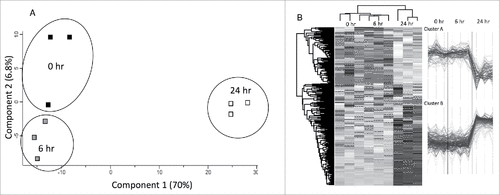 Figure 4. Shotgun quantitative proteomic analysis of G. mellonella infected with C. albicans. (A) Principal component analysis (PCA) of G. mellonella infected with C. albicans at 0, 6 and 24 hours with a clear distinction between each time point. (B) Two-way unsupervised hierarchical clustering of the median protein expression values of all statistically significant differentially abundant proteins. Hierarchical clustering (columns) identified 3 distinct clusters comprising the three replicates from their original sample groups.