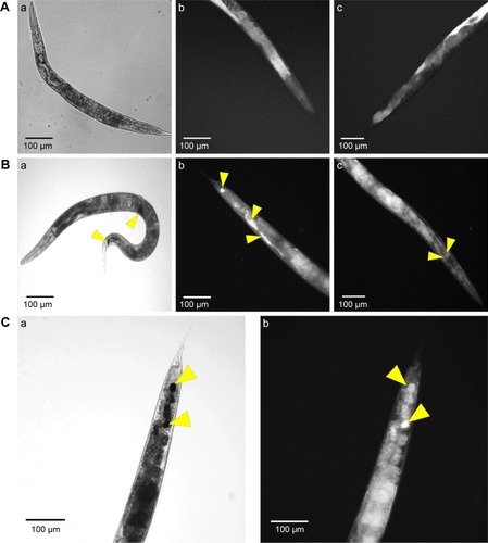 Figure 6 Microscopic study of nanoparticle internalizations by C. elegans. Phase contrast and dark field microscopy images of C. elegans nematodes; (A) Non-treated nematode (a- whole body; b- tail and c- head), (B) CNMA-GNP treated worms co-incubated with MSSA 6538 (a- whole body; b- tail and c- head of nematode) and (C) high magnification tail images (a- phase contrast, b- dark field). Arrows show individual and aggregated CNMA-GNPs.