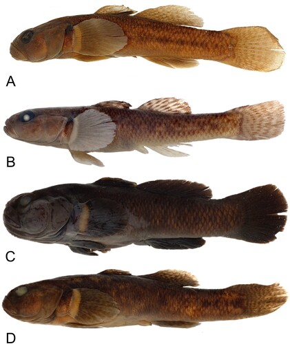 Figure 5. Gobiomorphus mataraerore A. male holotype, 49.3 mm (NMNZ P.061525). B. female allotype, 48.2 mm (NMNZ P.061526). Gobiomorphus breviceps C. male, 90.1 mm (NMNZ P.058930). D. female, 83.9 mm (NMNZ P.058930).