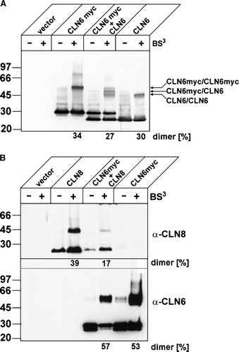 Figure 7.  CLN6 forms homodimers. (A) BHK21 cells were transfected either with the empty vector, or with cDNAs coding for full-length CLN6, CLN6myc, or both CLN6 and CLN6myc. After 24 h the cells were permeabilized and treated (+) or not (−) with 0.5 mM BS3. The cell extracts were separated by SDS-PAGE and analysed by Western blotting using anti-CLN6-specific 1747 antibody. The positions of the molecular mass marker proteins and the different dimeric CLN6 forms are indicated. (B) BHK21 cells overexpressing either wild type CLN8, CLN6myc or both CLN8 and CLN6myc were permeabilized and treated with (+) or without (−) BS3. The cell extracts were separated by SDS-PAGE and analysed first by Western blotting using anti-CLN8 antibody. Thereafter, the blot was stripped and reprobed with anti-myc antibody. Vector-transfected cells were used as control. The blots were densitometrically scanned and the percentage of dimeric forms formed by cross-linkage are given.