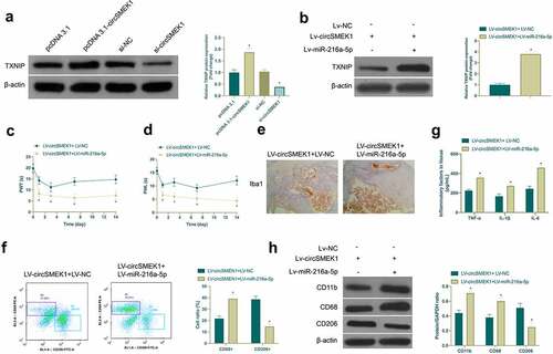 Figure 6. circSMEK1 promotes NP through the miR-216a-5p/TXNIP axis