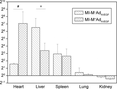 Figure 2 Organ distribution of a hVEGF-encoding ION gene formulation following intravenous injection in rats with MI and with (M+) or without (M−) magnetic targeting. *P<0.05, #P<0.05. Reproduced with permission from Zhang Y, Li W, Ou L, et al. Targeted delivery of human VEGF gene via complexes of magnetic nanoparticle-adenoviral vectors enhanced cardiac regeneration. PLoS One. 2012;7(7):e39490.Citation65Abbreviations: hVEGF, human vascular endothelial growth factor; ION, iron oxide nanoparticle; M, magnet; MI, myocardial infarction.