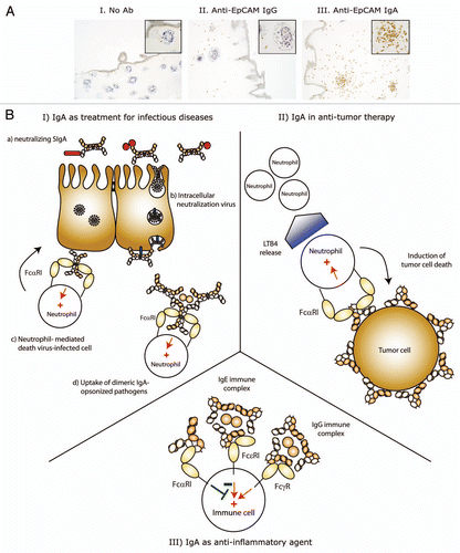 Figure 3 Therapeutic potential of IgA mAbs. (A) Interferon-γ stimulated neutrophils (to induced FcγRI expression and delay neutrophil apoptosis) were added to human colon carcinoma colonies in collagen in the absence (part I) or presence of anti-EpCAM IgG (part II) or IgA (part III) mAbs. After 24 h, collagen gels were fixed and slides were stained for CD66b (neutrophil marker, brown staining). Only anti-EpCAM IgA mAb induced neutrophil migration in and destruction of tumor colonies. (B) Schematic representation of therapeutic strategies using IgA mAbs. (I) Treatment of infectious diseases: (a) Passive mucosal immunization with SIgA can prevent infection and neutralize bacterial toxins. Systemic treatment with dimeric IgA or active mucosal immunization to elicit increased IgA responses can lead to (b) intracellular virus neutralization and neutrophil mediated killing of (c) virus-infected cells or (d) dimeric IgA-opsonized pathogens (bacteria, fungi). (II) IgA mAbs are not only superior in inducing tumor cell death, but also recruit neutrophils, since FcαRI cross-linking leads to LTB4 release. (III) The ability of monomeric IgA to inhibit immune responses (initiated by e.g., IgE or IgG complexes) was demonstrated in murine asthma and kidney inflammation models,Citation89,Citation90,Citation143 which supports the use of monomeric IgA IVIG treatment to prevent or reverse established inflammatory diseases. (+, activation; −, inhibition).