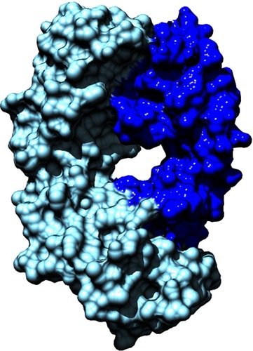 Figure 1 Molecular structure of ranibizumab. The heavy chain of the antigen-binding fragment is in dark blue and the light chain is in light blue. Permission to use this figure was obtained from Genetech.