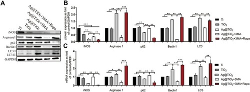 Figure 4 The influences of different surfaces on autophagy and polarization of macrophages. (A, B) Western blot analysis and (C) qPCR analysis of iNOS, Arginase1, p62, Beclin1, LC3 and GAPDH in macrophages cultured on Ti, TiO2-NTs, Ag@TiO2-NTs, Ag@TiO2-NTs+3MA and Ag@TiO2-NTs+3MA+Rapa. The error bars indicate means ± standard deviations: *p<0.05, **p<0.01 and ***p<0.001.