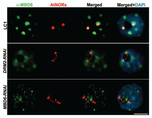 Figure 1 Combined DNA-FISH/immunolocalization in A. suecica interphase nuclei, comparing wild-type (LC1), DRM2-RNAi and MBD6-RNAi lines. DNA-FISH with an A. thaliana rRNA gene probe (red) shows decondensation of rRNA gene arrays (Nucleolus Organizer Regions, or NORs) in RNAi lines relative to wild-type and the loss of NOR association with MBD6, immunolocalized using anti-MBD6 antibody (green). Colocalization of rRNA and MBD6 signals produces a yellow signal in merged images. DNA was counterstained with DAPI (blue). Representative nuclei are shown (size bar = 10 µm).