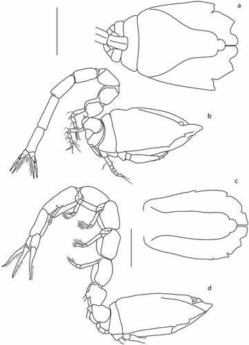 Figure 9. Eocuma guinean sp. nov., non-ovigerous female, holotype (a, b: ZMBN 149215), and adult male, allotype (c, d: ZMBN 149217). a, Body dorsal view, b, Body lateral view, c, Body dorsal view, d, Body lateral view. Scale bar = 1 mm.