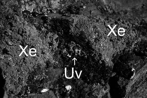 FIGURE 4.  Two large thalli of Xanthoria elegans (=Xe) and some small thalli of Umbilicaria virginis (Uv). West of Hiawatha Gletscher