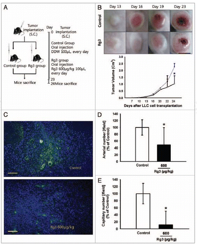 Figure 7. Effect of Ginsenoside Rg3 on tumor angiogenesis and tumor growth. (A) After s.c. injection with 5 × 104 LLC tumor cells, the mice were administered orally with the DDW vehicle (control) or 600 μg/kg Ginsenoside Rg3 daily for 23 d after the initiation of therapy (n = 5). The mice were sacrificed at day 24 because the mice treated with the vehicle only had large tumors. (B) The vehicle or Ginsenoside Rg3 (600 μg/kg) was administered orally everyday using protocols of oral administration injection. Tumor growth was measured with calipers every 3 or 4 d using the formula V = height ×length × depth (mm3). Tumor depth is defined as the horizontal extent of tumor’s lateral part. Bar, 1 cm. There is significant difference between tumor group and Rg3 treated tumor group at day 24. (C) Representative photomicrographs of CD31 capillaries (5~20 μm in diameter) and arterials (150~500 μm in diameter) in tumor sections of LLC bearing mice. Bar, 500 μm. (D, E) The number of CD31-stained capillary expressing arterial and capillary were counted using image J program. The fields were chosen randomly from various section levels to ensure the objectivity of sampling. *p < 0.05.