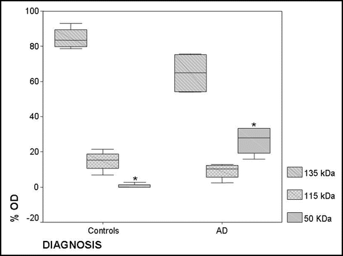 Figure 3 Box plot of the densitometric analysis (optical density percentage: % OD) of the ceruloplasmin spots immunoreactivity in controls and AD serum pools. The % ODs of the single spots obtained after the analysis of 2D PAGE films were analysed as a single “band” on the basis of their molecular weight corresponding to the 135 kDa, 115 kDa and <50 kDa forms. The sum of the 135 kDa % OD, 115 kDa % OD, 50 kDa % OD represents 100% of the ceruloplasmin immunoreactivity of a sample, which corresponds to 28 mg/dL of protein (see Methods). Black line displays the median and the box 90% of value distribution of four Western blots replicates performed in three sets of experiments. *p < 0.05.