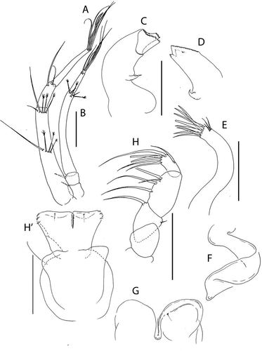 Figure 8. Akanthinotanais rossi sp. nov., (a), antennule; (b), antenna; (c), left mandible; (d), right mandible; (e), maxillule; (f), epignath; (g), labium; (h), maxilliped endites; (h’), maxilliped palp. Scale lines = 0.1 mm