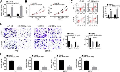 Figure 2 MiR-153-3p inhibits development of thyroid tumor cells (A) TPC-1 cells and BCPAP cells were transfected with miR-NC and miR-153-3p mimic. qPCR was processed to detect transfection efficiency. (B). After transfection, cell proliferation was detected by CCK8 assay. (C). Cell cycle and apoptosis were detected by FCM assay. (D). Transwell assay detected cell migration and invasion. (E). Glycolysis assay. **P < 0.01.