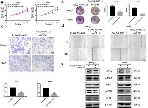 Figure 7. PSMD12 activates the MEK-ERK pathway by enhancing the expression of KIF15 and promoting aggressive behaviors in liver cancer cells. (a) Cell Counting Kit-8 (CCK-8) and (b) colony-forming assays were used to assess the cell viability of HepG2 and Huh7 cells with PSMD12 overexpression and cotransfection of KIF15 siRNA. (c) Transwell and (d) scratch wound healing assays were conducted to determine the motility of HepG2 and Huh7 cells with PSMD12 overexpression and with or without cotransfection of KIF15 siRNA. (e) Levels of p-MEK, MEK, p-ERK, and ERK proteins in liver cancer cells with PSMD12 overexpression and with or without cotransfection of KIF15 siRNA.