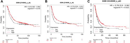 Figure 3 Prognostic potential of GSN in GC. (A), OS; (B), FP; (C), PPS.