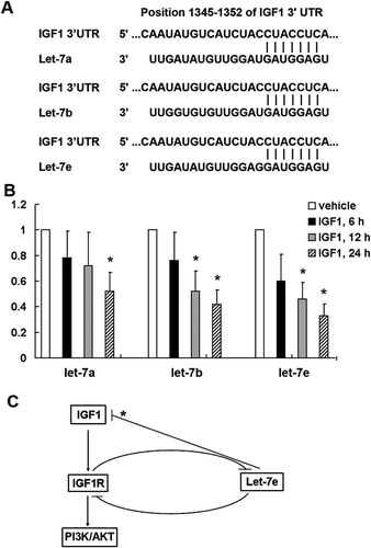 Figure 5. Negative feedback regulation between microRNA let-7e and IGF1/IGF1R. (a) Let-7 miRNA family is among the predicted miRNA targeting IGF1 using TargetScanHuman 6.2. (b) qRT–PCR analysis of let-7a, let-7b and let-7e in total RNA from HCT-116 colorectal cancer cell line after stimulated with IGF1 (50 ng/ml) for the indicated time. The data shown are average fold changes (the mean ± SD of three independent experiments) of individual miRNA expression relative to vehicle-treated cells. *P < 0.05. (c) Schematic diagram showing that activation of IGF1/IGF1R pathway can inhibit let-7e expression, and on the other hand over-expression of let-7e can inhibit the expression of IGF1 and IGF1R. * indicates a let-7e target predicted by TargetScanHuman 6.2 tool, but not validated experimentally in the present study