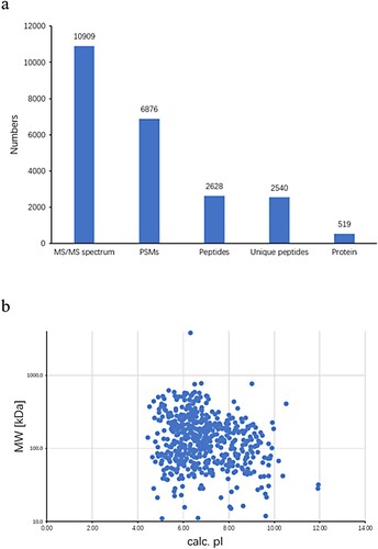 Figure 1. Basic statistics. (a) Coverage of proteins by the identified peptides; (b) distribution of the identified proteins among different molecular weights.