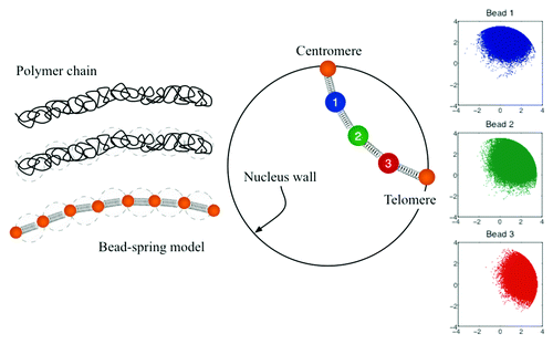 Figure 2. Coarse-grained representation of chromosome arms using bead-spring models. Since entropy is proportional to the log of the number of the microscopic states;Citation32 in this model the entropy comes from the number of possible configurations. Configuration space is then a function of the number of beads, the spring constant of the individual springs, the confinement of the nucleus wall, and the excluded volume interactions.