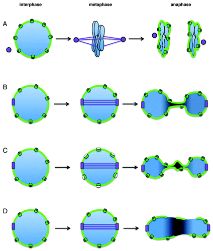 Figure 1. Heat-shock stress downregulates the conventional nuclear transport pathway but upregulates the nuclear import of Hsp70s. (A) Nuclear import of importin β family cargoes or Hsc70 was examined in living cells by microinjection (left panels) or in reconstituted transport assay using digitonin-permeabilized semi-intact cells (right panels). In living cells, SV40 T-NLS (Importin β cargo) efficiently accumulates in the nucleus whereas Hsc70s do not under normal condition. In contrast, Hsc70s accumulate efficiently in the nucleus whereas SV40 T-NLS does not under the heat shock condition. Results of 5min after cytoplasmic injection are shown. In reconstituted transport, SV40 T-NLS and M9 (transportin cargo) accumulate efficiently in the nucleus of permeabilized cells whereas Hsc70 do not in the presence of cytosol prepared from normal cells. In contrast, Hsc70s accumulate efficiently in the nucleus of permeabilized cells whereas SV40 T-NLS and M9 do not in the presence of cytosol prepared from heat shock treated cells. (B) Illustration of nuclear transport under normal condition and heat shock stress condition.