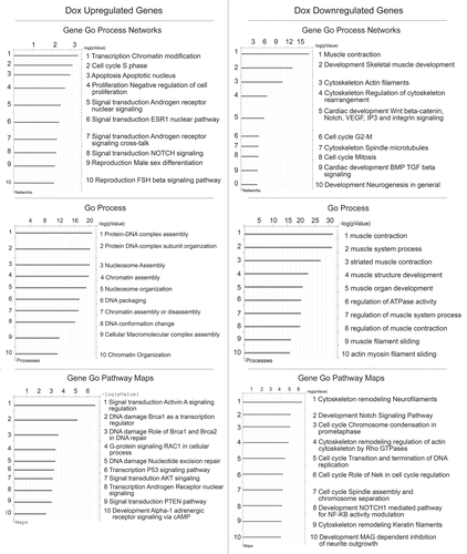 Figure 2 Transcription profle of myoblasts exposed to Doxorubicin treatment. Primary Human Skeletal Muscle Myoblasts (HSMBs) were exposed for 18 h to Doxorubicin 0.4 µM while growing in GM and then shifted in DM for additional 24 h. Total RNA was extracted with Trizol® as described in the data sheet (Invitrogen). A microarray was performed using Sentrix Human Ref-8 BeadChip (Illumina). In the panel is shown the analysis of the differentially expressed transcripts divided in upregulated (left) and downregulated (right). Bar charts represent the functional categories statistically more significant (≥ 2-fold change) in our groups of genes that include GO Biological Process, GeneGo Process Network and GeneGo Pathway Maps. Analyzed using MetaCore™ software from GeneGo Inc.