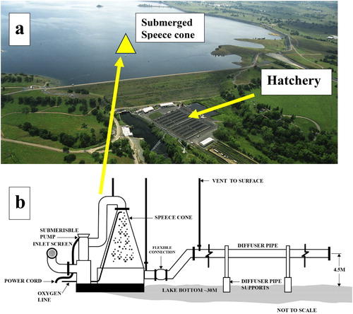 Figure 1. (a) Mokelumne River fish hatchery: aerial shot from below the dam showing location of the Speece cone on the reservoir bed 180 m from the dam (depth ∼30 m) as well as the reservoir. (b) Diagram of the large Speece cone hypolimnetic oxygenation system used to deliver up to 8 tonnes/d of pure oxygen to the bottom waters of Camanche Reservoir.