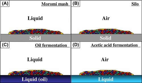 Fig. 5. Immobilized cell fermentation on various interfaces; liquid–solid (A), air–solid (B), liquid–liquid (C), and air–liquid (D).Citation20–30)