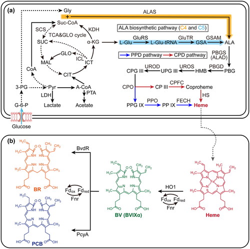 Figure 1. Schematic overview of the biosynthetic pathway of heme (a) and its derivatives (b). G-6-P: glucose-6-phosphate; 3-PG: 3-phosphoglycerate; Pyr: pyruvate; CoA: coenzyme A; A-CoA: acetyl-CoA; CIT: citrate; ICT: isocitrate; α-KG: α-ketoglutarate; SUC: succinate; MAL: malate; TCA: tricarboxylic acid cycle; GLO: glyoxylate; LDH: lactate dehydrogenase; PTA: phosphate acetyltransferase; KDH: α-ketoglutarate dehydrogenase; SCS: succinyl‑CoA synthase; ICL: isocitrate lyase; Fdred: reduced Fd (ferredoxin); Fdox: oxidized Fd; Fnr: Fd-NADP+ reductase.