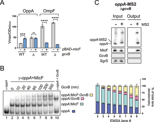 Figure 4. Regulation by GcvB is required to observe the MicF-dependent regulation of oppA. (A) β-galactosidase assay of OppA-LacZ (left) or OmpF-LacZ (right) in WT and ΔgcvB backgrounds. Expression of micF was induced by addition of 0.1% arabinose at OD600nm = 0.5. Samples (N = 3, mean ± SD) were taken at OD600nm = 2.0. ***p = 0.0001, ****p < 0.0001, ns: p > 0.05, unpaired two-tailed Student’s t test. (B) Left – Electrophoretic mobility shift assay of the pre-bound γ-oppA:MicF (5 nM: 300 nM, incubation 15 min at 37°C) complex incubated in the presence of increasing concentration of GcvB for 15 min at 37°C. γ-oppA (5 nM, lane 1), γ-oppA:MicF (5 nM: 300 nM, lane 2) and γ-oppA:GcvB (5 nM: 300 nM, lane 10) were used as controls to identify the different populations. Right – Densitometry analysis (N = 3, mean ± SD) of the different RNA complexes. (C) MS2 affinity purification of oppA and oppA-MS2 in a ΔgcvB background. Cells were harvested at OD600nm = 2.0. SgrS sRNA served as a negative control. The results are representative of two independent experiments.