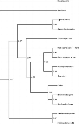 Figure 1. The BI phylogenetic tree of the B. t. bedfordi brachycerus in this study and other 13 Artiodactyla speices based on whole mitogenome.