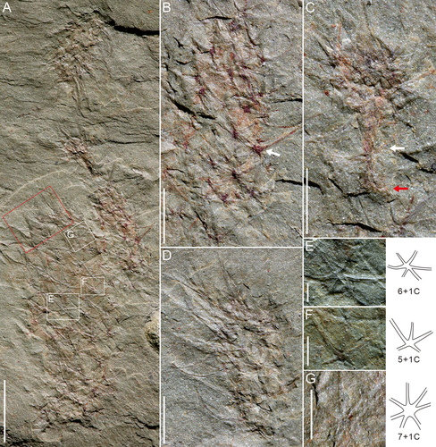 Figure 6. Chancelloria eros from the Kaili Biota. A, including four specimens of Chancelloria eros, specimen no. MBP-41. The specimen with the largest size is MBP-41-1. B, the second specimen (MBP-41-2) from the bottom of A, the white arrow indicates that the sclerite has a longer lateral ray. C, the third specimen (MBP-41-3) from the bottom of A, the white arrow stands for the possibility of stalk structure, and the red arrow indicates that the basal part of MBP-41-3 probably anchored to the top of MBP-41-2. D, the fourth specimen (MBP-41-4) from the bottom of A. E-G, 6 + 1C, 5 + 1C and 7 + 1C sclerites of the first C. eros from the bottom of A. Scale bars: A = 5 mm; B-D = 2 mm; E-G = 0.5 mm.