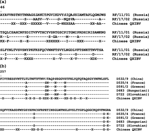 Figure 2.  Comparison of partial S1 gene encoded amino acid sequences between European and Chinese QX-like IBV strains included in this study. 2a: Comparison result between the Russian and Chinese QX-like IBV strain. 2b: Comparison between the QX-like strains reported by Benyeda et al. (Citation2009) and the Chinese QX-like IBV strain. The numbers indicate the positions downstream of the Met residue encoded by the ATG start site in the spike gene. X indicates that some strains showed the same amino acid residue and others showed substitutions in this position by comparison with the reference strains. The amino acids in italics are the unique ones that are different from other strains. The origin of the IBV strains is shown in parentheses.
