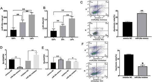 Figure 2. miR-26a expression associated with LH levels induces GCS apoptosis. (A) miR-26a expression in the LaFs, EFs, above data suggested that Bax exprand GaFs groups, assessed by microarrays. (B) Relative miR-26a amounts assessed by qRT-PCR. Data are mean ± standard deviation (SD). (n = 3). *P < 0.05, **P < 0.01 (Student’s t-test). (C) GC apoptosis upon exogenous overexpression of miR-26a or Negative control (NC) mimics. qRT-PCR assessment of Bcl-2 (D) and Bax (E) mRNA levels after treatment with miR-26a or NC mimics. (F) GC apoptosis following miR-26a inhibitor administration, as assessed by FACS analysis. (G) Rates of apoptosis in the indicated cells. Data are mean ± standard deviation (SD). *P < 0.05, **P < 0.01 (Student’s t-test)