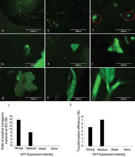 Figure 2. Detection of GFP signal in soybean explants at different stages during tissue culture and transformation efficiency. (a) Co-culture stage. (b) First shoot induction stage. (c) Initial of the second shoot induction stage. (d, e) End of the second shoot induction stage. (f, g, h, i) Shoot elongation stage. (j) Rate of positive transgenic explants at the end of shoot induction stage SI2. Rate of positive transgenic explants at SI2 (%) = (the number of positive transgenic explants at SI2/total number of explants with different GFP signal strength at CC) × 100%. (k) Transformation efficiency after transplanting. Transformation efficiency (%) = (the number of positive plants/total number of explants with different GFP signal strength at CC) × 100%. Results are expressed as mean ± standard error. The experiments were repeated three times with 200 explants for each replicate.