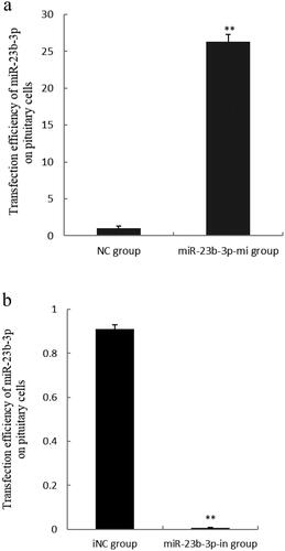 Figure 1. Transfection efficiency assay of miR-23b-3p on pituitary cells of Yanbian yellow cattle. (a) The level of miR-23b-3p in pituitary cells transfected with the mimics (miR-23b-3p group) and mimics control substance (NC group) of miR-23b-3p. Compared with NC group, the column marked by ** showed significant difference (P<0.01); (b) The level of miR-23b-3p in pituitary cells transfected with the inhibitor (miR-23b-3p-in group) and inhibitor control substance (iNC group) of miR-23b-3p. U6 was used as an internal reference.