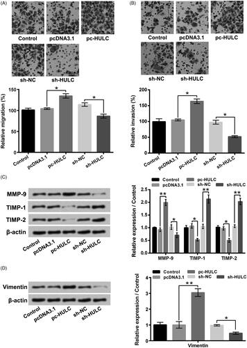 Figure 3. HULC overexpression enhanced TPC-1 cell migratory and invasive abilities. TPC-1 cells underwent different transfection. (A and B) cell migratory and invasive abilities and (C and D) the MMP-9, TIMP-1, TIMP-2 and Vimentin expressions were tested, respectively. *p < .05; **p < .01.