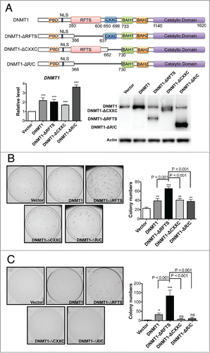 Figure 1. Deletion of RFTS enhances the oncogenic activity of DNMT1. (A) HBEC3 stable cell lines were established to express full-length and DNMT1 deletion forms near endogenous DNMT1 levels. The levels of DNMT1 were determined by RT-qPCR (left) and western blotting (right). Data were normalized to vector cells. (B) Adherent colony formation. (C) Soft-agar colony formation. *, p < 0.05; **, p < 0.01; ***, p < 0.001; ns, indicates no significant difference in comparison to vector cells.