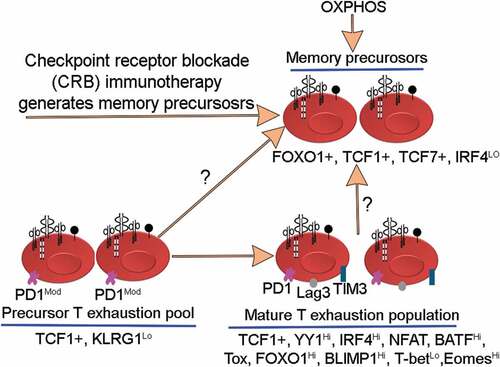 Figure 4. Illustrates differentiation of memory precursors in vivo after checkpoint receptor blockade (CRB) immunotherapy. The origin of these memory precursors is unknown. For example, it is not known if these memory precursors arise from T exhaustion precursors or from mature T-exhausted pool