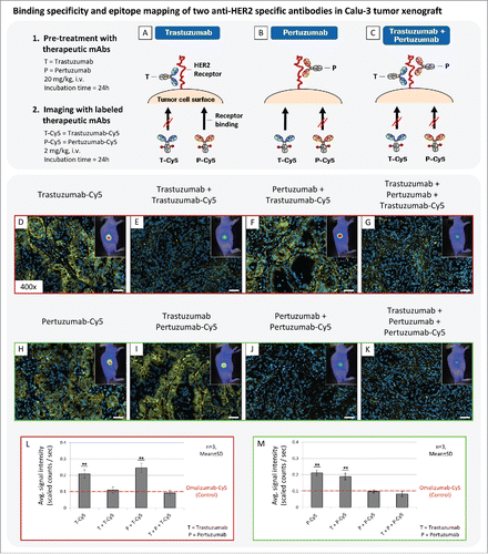 Figure 4. Application of fluorescence imaging for epitope mapping of 2 anti-HER2 specific mAbs. (A-C) Basic principle of performed imaging experiment. (D-K) Binding site evaluation of fluorescent labeled trastuzumab-Cy5 (T-Cy5) and Pertuzumab-Cy5 (P-Cy5) in Calu-3 tumor xenografts. Pre-treatment was performed with unlabeled therapeutic anti-HER2 mAbs (20 mg/kg, i.v., 24h), followed by injection of fluorescence labeled compound (2 mg/kg, i.v., 24h) and in vivo and ex vivo fluorescence imaging. (L,M) Diagrams illustrate in vivo fluorescence imaging results. T = trastuzumab, P = pertuzumab. Animals per group: n = 3. Values are given as mean ± s.d.. ** P < 0.01, t-test. All plots were compared to the in vivo signal intensity value of the control antibody Omalizumab-Cy5 (red dotted line; 2 mg/kg, i.v., 24h; 0.1 scaled counts / sec). Magnification of the tissue slices: x400. Scale bar: 50 µm.