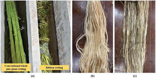 Figure 9. (a) Retting of the jute (b) Fibre extracted using ribbon retting (c) Fibre extracted using conventional retting.