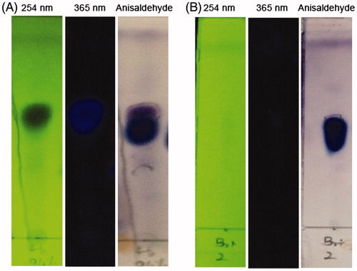 Figure 1. TLC of the active fractions before and after final purification. (A) Prior to the final purification, (B) After the final purification with PTLC Solvent mixture: 5% MeOH: Chloroform.