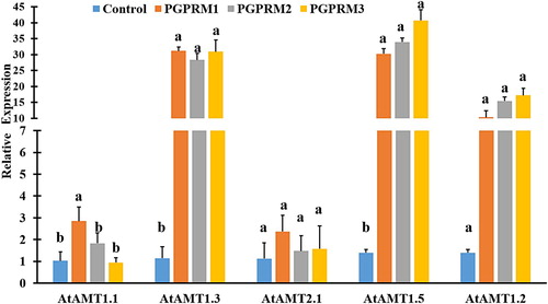 Figure 4. Quantitative real time PCR of selected ammonium uptake (AtAMT1.1, AtAMT1.2, AtAMT1.3, AtAMT1.5, and AtAMT2.1) genes expressed in root tissue of A. thaliana after inoculation with three PGPR mixtures. Quantitative RT-PCR determinations of relative levels of gene expression in complete plants at 21 DAT. Data are means ± SE. Columns labeled with the same letter are not significantly different based on Tukey’s test (α = 0.05).
