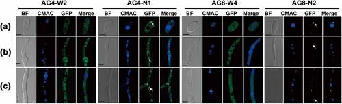 Figure 1. Expression and subcellular localization of FvAtg4 and FvAtg8 in F. verticillioides conidia (a), germ tubes (b), and hyphae (c). F. verticillioides strains expressing the FvAtg4-GFP or GFP-FvAtg8 fusion protein constructs and stained with CMAC were examined by epifluorescence microscopy. AG4-N1 carried the FvAtg4-GFP fusion protein in the ΔFvAtg4 background, and AG8-N2 carried the GFP- FvAtg8 fusion protein in the ΔFvAtg8 background. as a control, GFP was expressed from constructs under the control of the native promoters of FvATG4 and FvATG8. the GFP fluorescence in the resulting transformants, AG4-W2 and AG8-W4, was dispersed throughout the cytoplasm. White arrows indicate the punctate structures. BF=Bright Field. Scale bars = 5 μm.