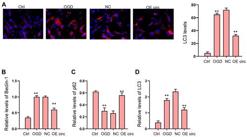 Figure 4 The overexpression of circFoxo3 relieves OGD-induced autophagy in vitro. (A–D) H9c2 cells were treated with OGD along with transfection of circFoxo3 overexpressing vectors (OE circ) or empty vectors (NC) for 48 hours. (A) The levels of LC3 were measured by immunofluorescence. (B–D) The expression of Beclin-1, p62, and LC3 was detected by Western blot analysis. **p < 0.01.