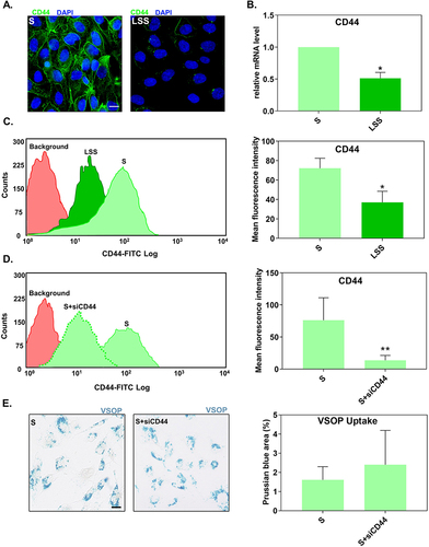 Figure 3 Suppression of CD44 expression did not alter the uptake of VSOP by S-cultivated HUVECs. (A) Fluorescence microscopy images showing the distribution of CD44 (green) in S- and LSS-cultivated HUVECs. Nuclei shown in blue. Scale bar = 20 µm. (B) CD44 mRNA gene expression in S- and LSS-cultivated HUVECs measured by RT-qPCR. Gene expression was normalized to the housekeeping gene RPL19. Relative mRNA expression levels were calculated using the comparative ΔΔCt analysis (2−ΔΔCt). (C) Flow cytometry measured membrane CD44 protein expression in S- and LSS-cultivated HUVECs. (D) Expression of CD44 surface protein in S-cultivated HUVECs treated with siRNAs against CD44 (siCD44) measured by flow cytometry. (E) Uptake of VSOPs by S-cultivated HUVECs treated with siCD44. Uptake was determined as the percentage of Prussian blue stained area per ROI. Data are presented as mean ± SD. n = 3–4. *P < 0.05 and **P < 0.01 LSS vs S by ratio paired t-test.