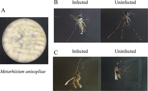 Figure 2. Mycotoxic effects of M. anisopliae. (A) M. anisopliae cultured on Potato Dextrose Agar Medium. At the initial stage, the colonies were white and hairy. In the sporulation stage, there were clumps of green conidia in the middle of the colony. (B) The cadavers of Aedes aegypti infected by M. anisopliae or not. (C) The cadavers of Anopheles stephensi infected by M. anisopliae or not.