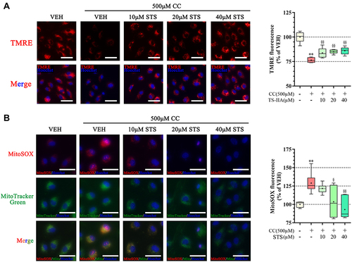 Figure 4 Sodium tanshinone IIA sulfonate alleviates cholesterol crystals-induced mitochondrial damage in HUVECs. HUVECs were incubated with 500 μM cholesterol crystals (CC) for 16 h. 10, 20, 40 μM Sodium tanshinone IIA sulfonate (STS) was added 1 h before CC treatment. (A) Representative images of TMRE staining in HUVECs that were stained with TMRE (red, to label MMP) and Hoechst 33342 (blue, to label nuclear). (B) HUVECs were stained with Mito-SOX probe (red, to label mtROS), Mito-tracker Green (green, to label mitochondrial) and Hoechst 33342 (blue, to label nuclear) and images were detected under Confocal High-Content Imaging System. Data are represented as mean ± SD of three independent replicates;**P < 0.01 vs VEH group; §P < 0.05, §§P < 0.01 vs cholesterol crystals group; Scale bar = 10 μm.