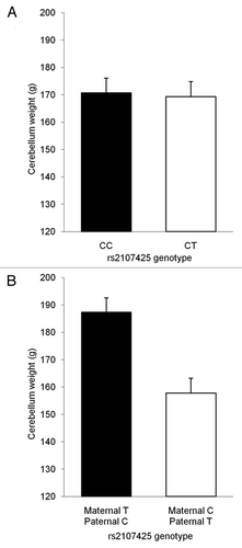 Figure 3 Alleles of rs2107425 at H19 CTCF6 show a parental-origin-specific association with cerebellum weight. (A) No difference in cerebellum weight is observed between CC homozygotes and CT heterozygotes not stratified by parental origin (t = 0.184, p = 0.855). (B) CT heterozygotes stratified by the parental-origin of alleles are significantly different (t = −3.11, p = 0.005), with a paternally-inherited T allele being associated with a 16% lower cerebellum weight than a maternally inherited T allele. Bars represent mean ± SEM.