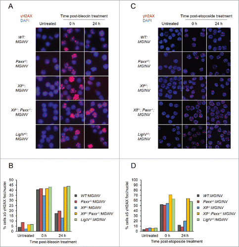 Figure 4. Genotoxic DSB repair in PAXX- and XLF-deficient abl pre-(B)cells: (A, C) Representative micrographs of γH2AX foci in WT:MGINV, Paxx−/−:MGINV, Xlf−/−:MGINV, Xlf−/−: Paxx−/−:MGINV, and LigIV−/−:MGINV abl pre-B cells that were untreated or treated with bleocin (A) or etoposide (C) and then allowed to recover in fresh media for 0 or 24 hours. (B, D) Quantitation of cells in (A) or (C) with ≥5 γH2AX foci per nucleus. At least 100 nuclei were scored for each condition. Data shown is representative of 3 replicate experiments.