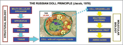 Figure 2 Schematic representation of the ‘Russian Doll Principle’ proposed by Jacob.