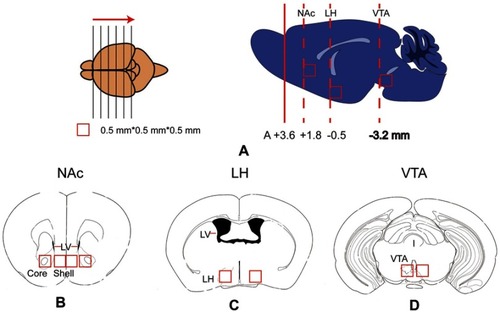 Figure 2 Schematic of the brain tissue microdissection for qPCR tests. (A) The frozen and embedded brain was sliced into sections from the rostral to caudal direction using a freezing microtome. When the slice was at the level of the target nucleus, a 0.5*0.5*0.5 mm3 tissue was dissected from the corresponding nucleus. The locations of the nucleus accumbens, LH and VTA are displayed in the right panels of Figure 2A. (B - D) Locations of the nucleus accumbens shell and core (Figure 2B), LH (Figure 2C), and VTA (Figure 2D) in the coronal plane. LH, lateral hypothalamus; LV, lateral ventricle; NAc, nucleus accumbens; Shell, nucleus accumbens shell; Core, nucleus accumbens core; VTA, ventral tegmental area.